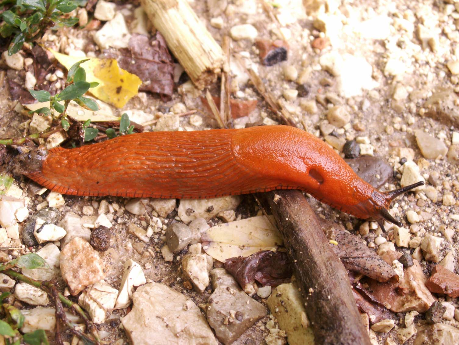 Limax sui Monti Berici (VI)